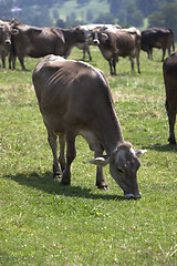 Image showing Portrait of a high yielding cow