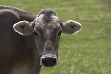 Image showing Portrait of a high yielding cow