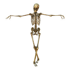 Image showing Human Skeleton