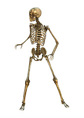 Image showing Human Skeleton