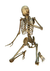 Image showing Human Skeleton