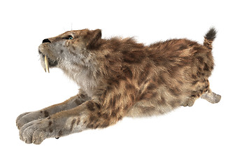 Image showing Big Cat Smilodon