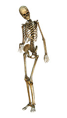 Image showing Human Skeleton