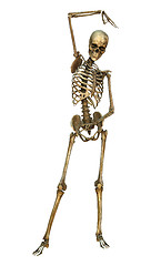 Image showing Human Skeleton