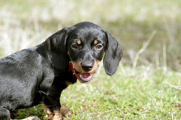 Image showing Young Dachshund