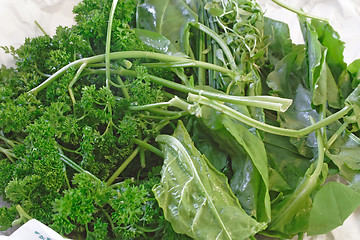 Image showing Fresh Herbs