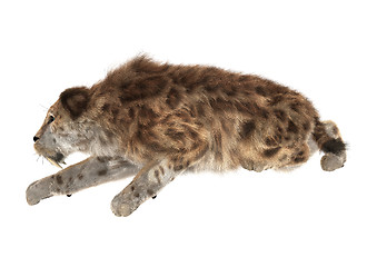 Image showing Big Cat Smilodon