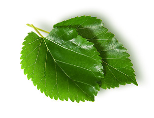 Image showing Two green leaves mulberry