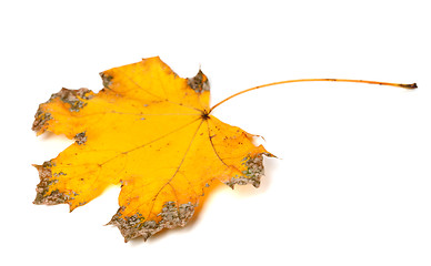 Image showing Yellow dried autumn maple-leaf