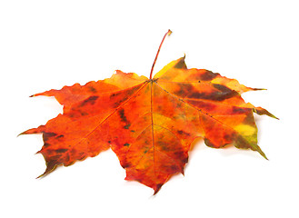 Image showing Multicolor autumn maple-leaf