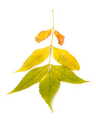 Image showing Autumn ash-tree leaves