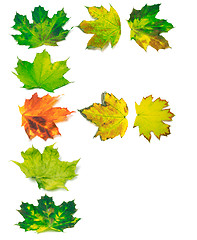 Image showing Letter F composed of yellowed maple leafs