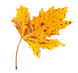 Image showing Speckled autumn leaf on white background