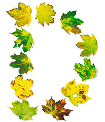 Image showing Letter D composed of maple leafs