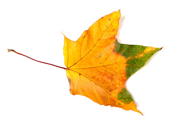 Image showing Autumn multicolor maple-leaf