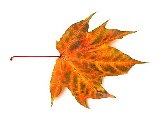 Image showing Multicolor autumnal maple-leaf on white background