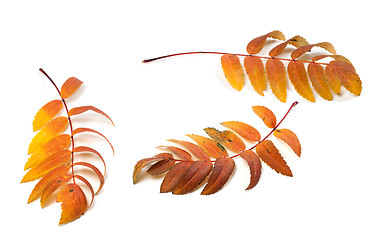 Image showing Three autumn rowan leafs on white background 