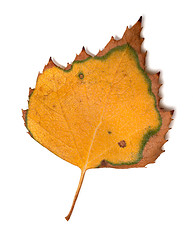 Image showing Yellowed leaf of birch on white background