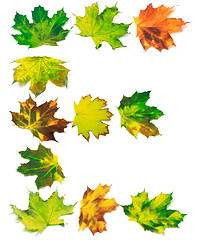 Image showing Letter E composed of multicolor maple leafs