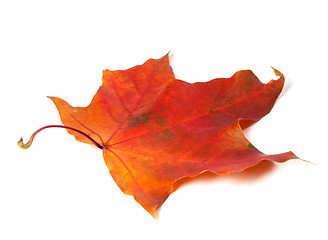 Image showing Red autumn maple leaf