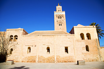 Image showing history in maroc palm  and the blue     sky