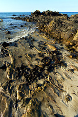 Image showing     madagascar    andilana beach seaweed in  and rock 