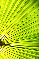 Image showing abstract green leaf   the light 