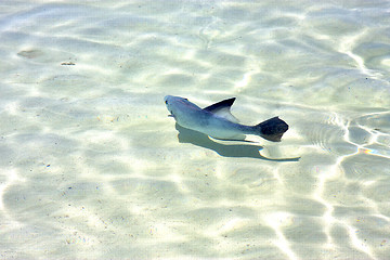 Image showing   fish          in mexico froath and     sea drop    wave