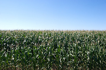 Image showing a corn field