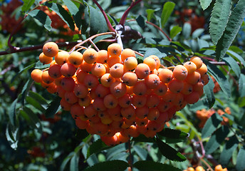 Image showing bunch of rowan