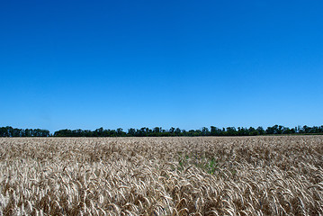 Image showing wheat field