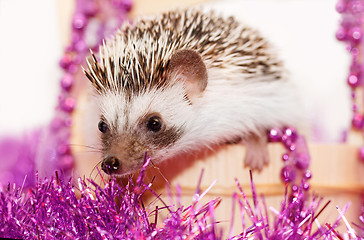 Image showing A cute little hedgehog - ( African white- bellied hedgehog )