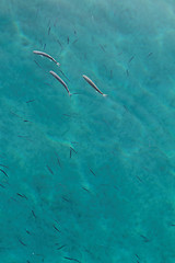 Image showing Small fish