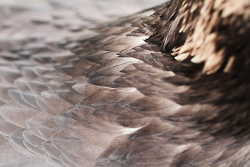 Image showing Feather