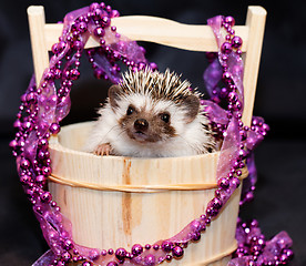 Image showing A cute little hedgehog - ( African white- bellied hedgehog )