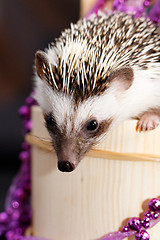 Image showing A cute little hedgehog - ( African white- bellied hedgehog )