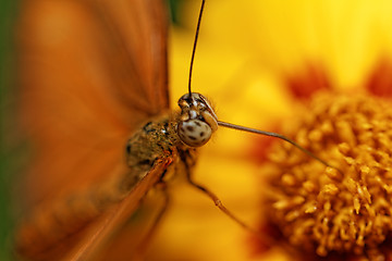 Image showing Orange butterfly