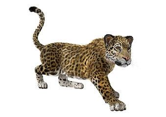 Image showing Big Cat Jaguar