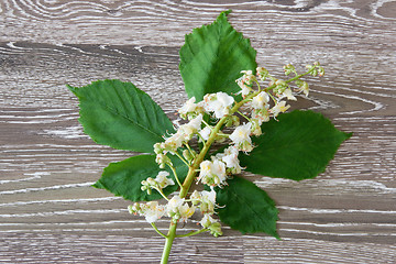 Image showing White chestnut