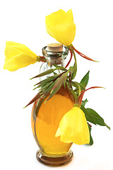 Image showing Evening primrose oil