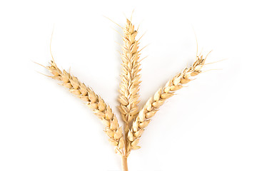 Image showing Three wheat ears