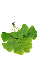 Image showing Ginkgo leaves