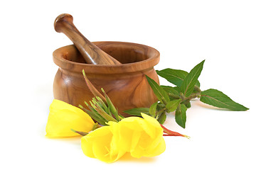 Image showing Evening primrose with wooden mortar