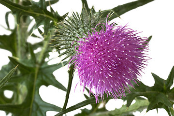 Image showing Milk thistle