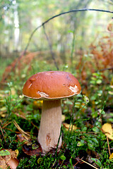 Image showing Beautiful and small cep in the grass