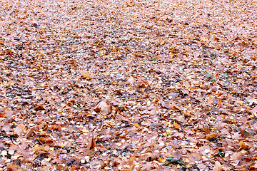 Image showing beautiful yellow leaves on the ground