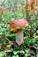 Image showing Beautiful and small cep in the grass