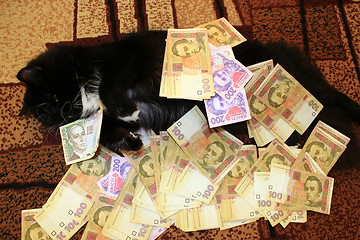 Image showing cat lying on the carpet with money