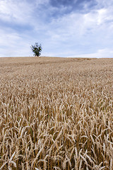 Image showing Cornfield