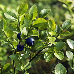 Image showing Bilberry, whortleberry or European blueberry